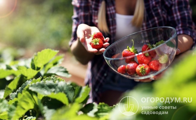 Земляника «Вима Кимберли» благодаря высокой урожайности и товарности ягод отлично подходит как для любительского садоводства, так и для коммерческого выращивания