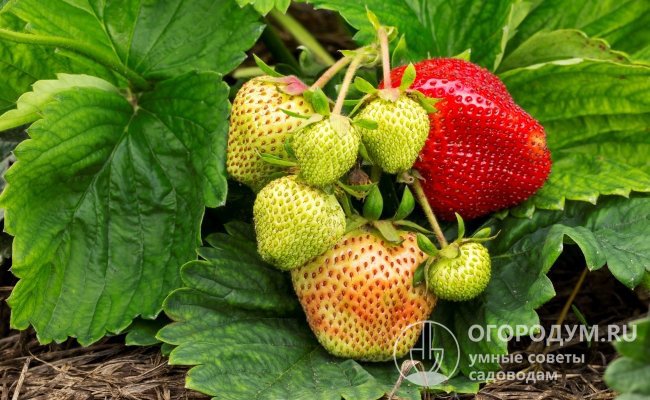 Клубника «Вима Ксима» (на фото) отличается крупными размерами ягод и высокой урожайностью, успешно культивируется как любительский и коммерческий сорт