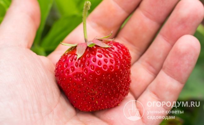 Темно-красные блестящие ягоды земляники «Ксима» привлекают внимание своими крупными размерами и пользуются большим покупательским спросом