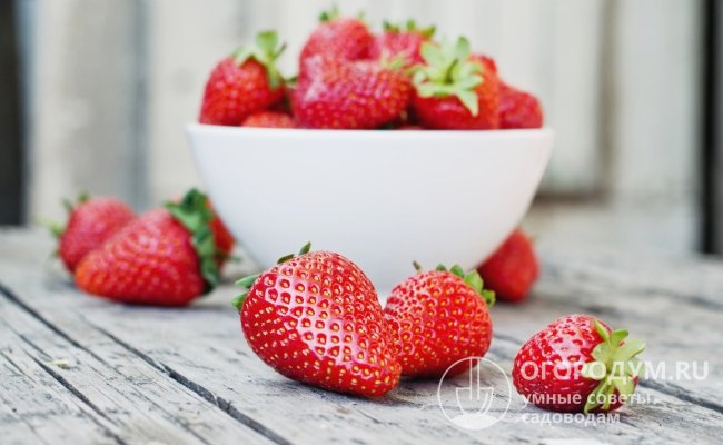 Нежный кисло-сладкий вкус и привлекательный внешний вид ягод сделали сорт земляники «Вима Рина» одним из самых популярных у потребителей