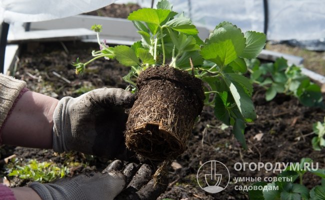 Для посадки многие садоводы приобретают саженцы с закрытой корневой системой (с земляным комом) или фриго