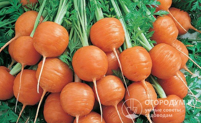 Морковь шаровидной формы