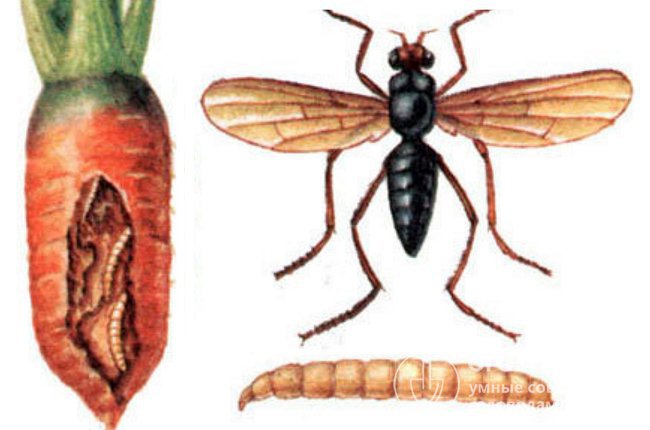 Из насекомых чаще всего морковь портят личинки морковной мухи