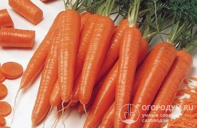 Разновидности моркови с однородной структурой («без сердцевины») вкуснее и их проще перерабатывать