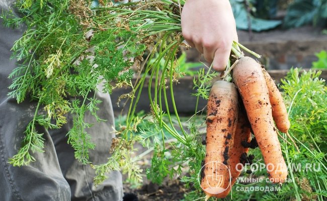 Морковь среднего размера, имеющая корнеплоды с округлыми кончиками, лучше подходит для выращивания на тяжелых грунтах