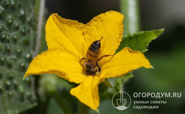 Огурцы имеют раздельнополые цветки и для развития плодов у пчелоопыляемых сортов или гибридов необходимо участие насекомых в опылении женских цветков пыльцой мужских