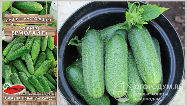 На фото – упаковка семян огурцов «Ермолай F1» и зеленцы данного гибрида