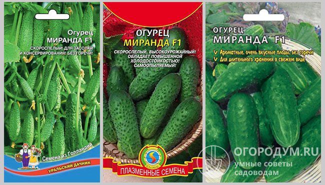 Семена огурцов гибрида «Миранда F1» в упаковках различных производителей