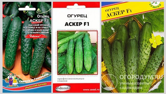 Семена огурцов гибрида «Аскер F1» в упаковках разных производителей