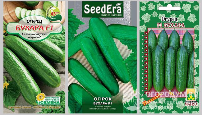 Упаковки семян гибрида огурцов «Бухара F1» различных производителей