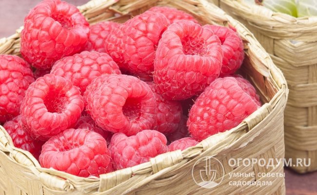 Спелые ягоды достаточно плотные, хорошо переносят транспортировку, сохраняют форму при варке и замораживании