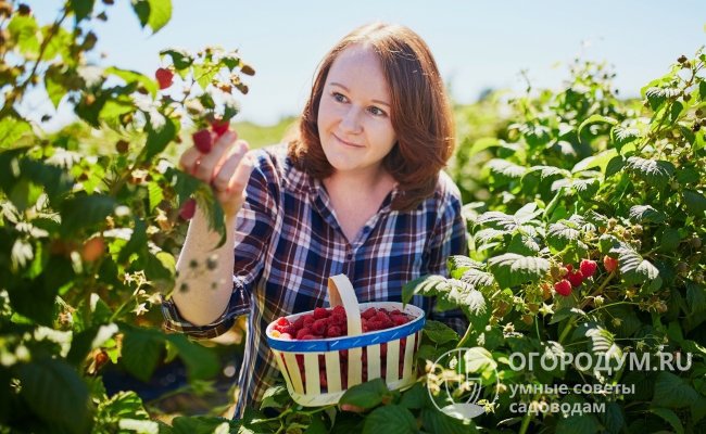 При среднеранних сроках созревания ягоды начинают собирать с конца июля – первой декады августа