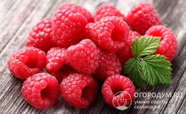 Вкусовые качества ягод оцениваются как отличные: 4,6 баллов из 5