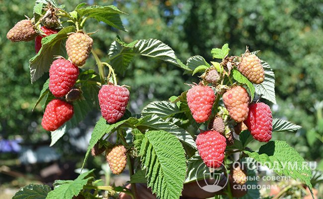 На каждой из плодовых боковых веточек (латералов) может завязаться до 20 ягод