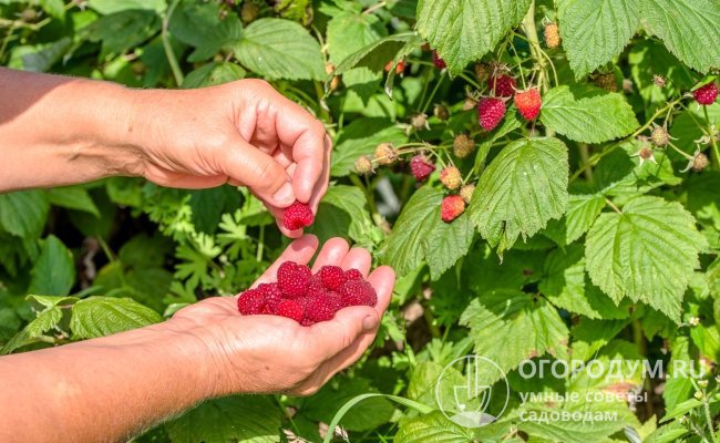 Малина относится к числу наиболее распространенных ягодных культур, присутствующих практически на каждом приусадебном или дачном участке