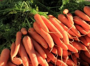 Морковь «Нантская 4»: описание сорта, фото и отзывы