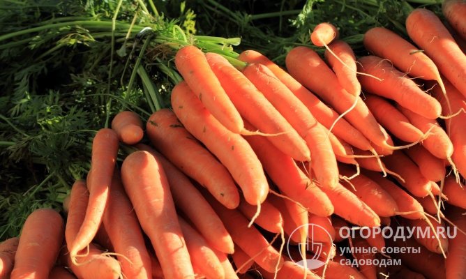 Морковь «Нантская 4» (на фото) входит в число лучших столовых сортов, универсальных по условиям выращивания и назначению корнеплодов