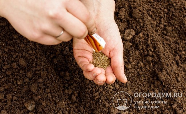 Семена у моркови очень мелкие, поэтому для облегчения посева многие производители предлагают семена на ленте или дражированные