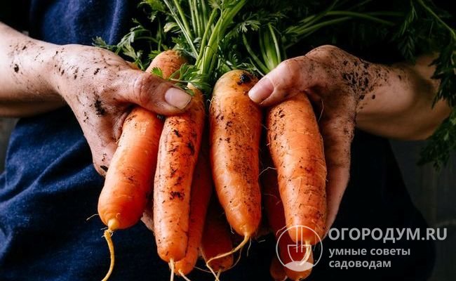 Морковь «Самсон» (на фото) отличается высокой товарной урожайностью и выровненным внешним видом корнеплодов