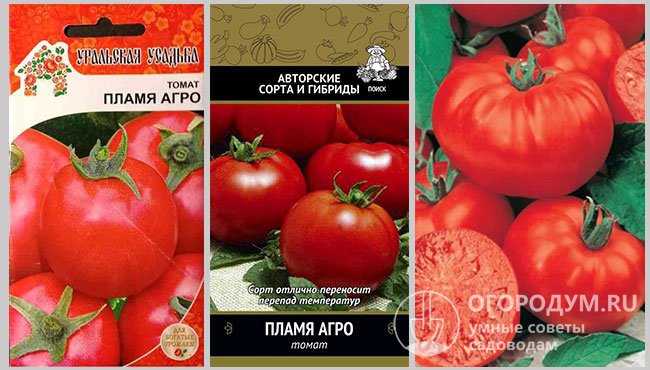 Упаковки семян различных производителей и фото спелых томатов сорта «Пламя Агро»
