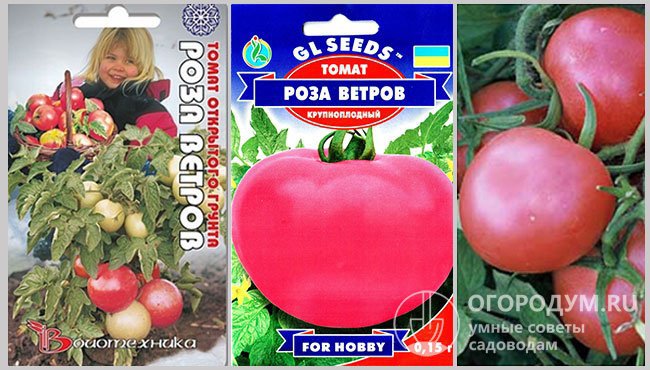 Семенной материал томатов «Роза ветров» различных производителей и фотография спелых помидоров