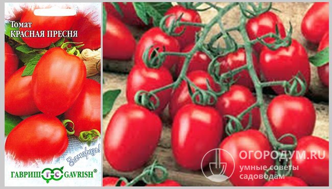 Упаковка семян фирмы-производителя «Гавриш» и фото спелых помидоров сорта «Красная Пресня»