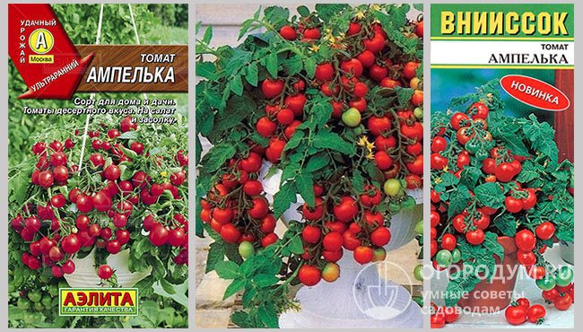 Упаковки семян и фото созревающих помидоров сорта томатов «Ампелька»