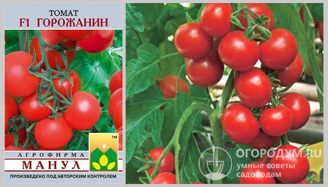 Упаковка семян и фото спелых помидоров гибрида «Горожанин F1»