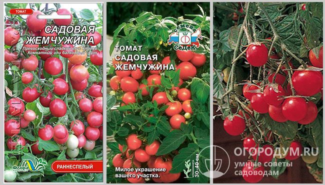 Семена в упаковках различных производителей и фото спелых помидоров сорта «Садовая жемчужина»