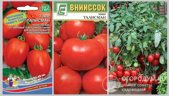 Семена сорта «Талисман» различных производителей и фотография спелых помидоров