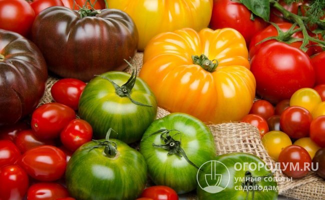 Выбор низкорослых сортов томатов сегодня чрезвычайно широк и предполагает большое разнообразие цветов, форм и размеров плодов
