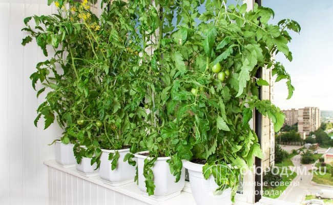 Многие любители домашнего огородничества с успехом культивируют низкорослые томаты на подоконнике или на балконе