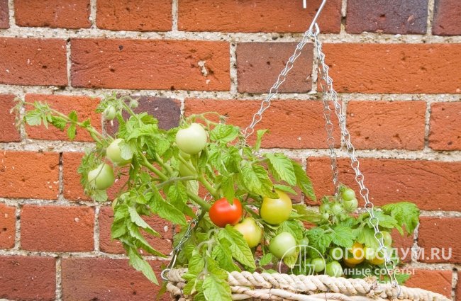 Низкорослые томаты ампельного типа пригодны для выращивания в подвесных емкостях, совмещают свойства овощной и декоративной культуры