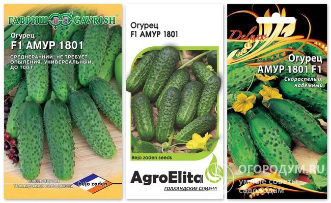 На фото – упаковки с семенами гибридного сорта огурцов «Амур 1801 F1» голландской селекции различных производителей