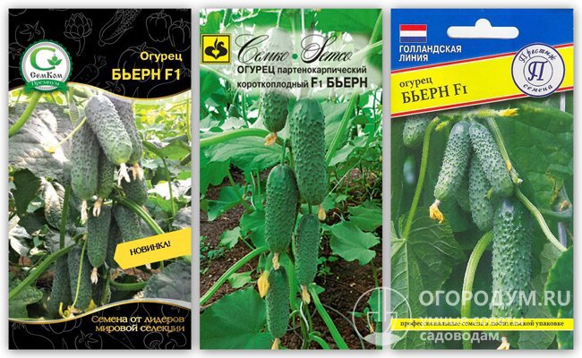На фото – упаковки с семенами гибридного сорта огурцов «Бьерн F1» различных производителей