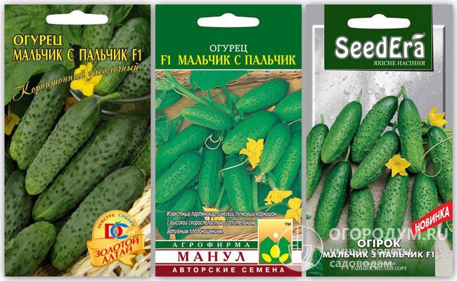На фото – упаковки с семенами гибридного сорта огурцов «Мальчик с пальчик F1» от различных производителей, в том числе оригинатора (агрофирмы «Манул»)