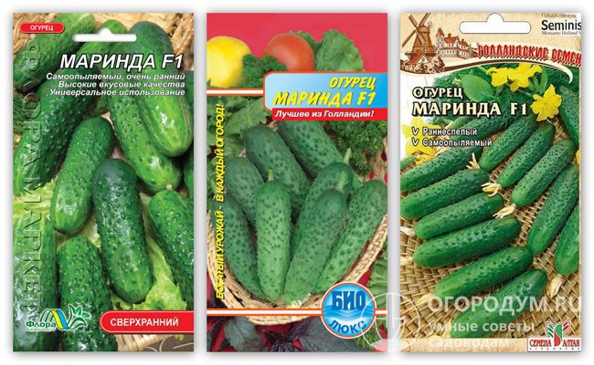 На фото – упаковки семян гибридного сорта огурцов «Маринда F1» различных производителей
