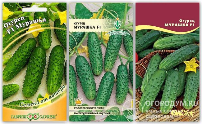На фото – упаковки с семенами гибрида огурцов «Мурашка F1» разных производителей, включая оригинальные от агрофирмы «Гавриш»