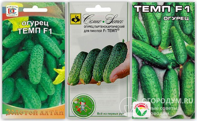 На фото – упаковки с семенами гибридного сорта огурцов «Темп F1» различных производителей