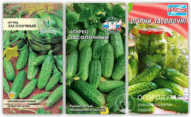 На фото – упаковки семян огурцов сорта «Засолочный» различных производителей