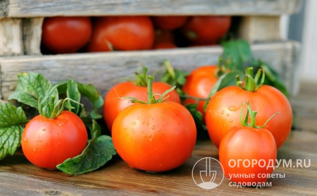 Сегодня есть возможность приобрести семена томатов, которые характеризуются растянутым периодом дозревания