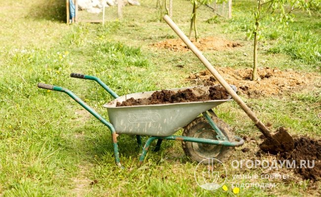Перед использованием сухих удобрений почву под деревьями требуется хорошо увлажнить