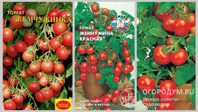 Сорт томатов «Жемчужинка», «Жемчужинка красная» и фотография томатов аналогичного сорта