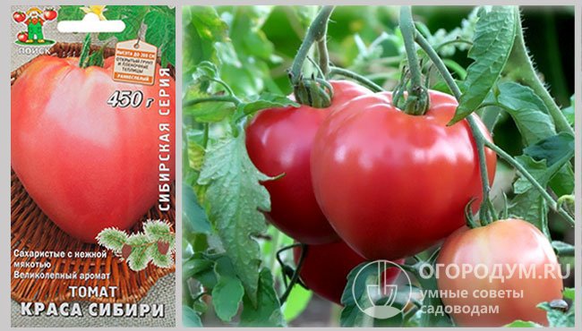 Упаковка с семенами и фотография созревающих томатов сорта «Краса Сибири»