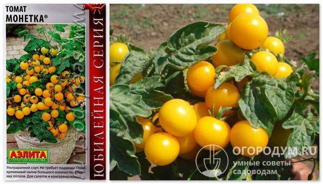 Упаковка с семенами и фото спелых томатов сорта «Монетка»