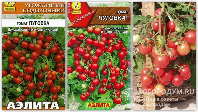 Семена томатов «Пуговка» в различных упаковках производителя «Аэлита» и фотография созревающих помидоров этого сорта