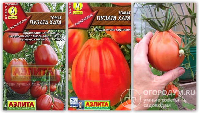 Упаковки семян томатов «Пузата хата» фирмы «Аэлита» и фото помидоров этого сорта