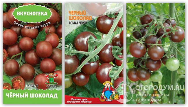 Семена помидоров «Черный шоколад» различных производителей и фото созревающих помидоров этого сорта