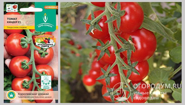 Упаковка семян и фотография спелых томатов гибридного сорта «Киндер F1»