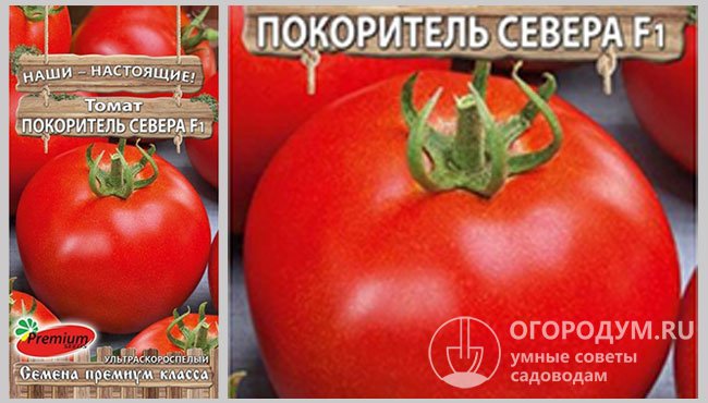 Упаковка семян гибрида помидоров «Покоритель Севера F1» производителя «Premium seeds»